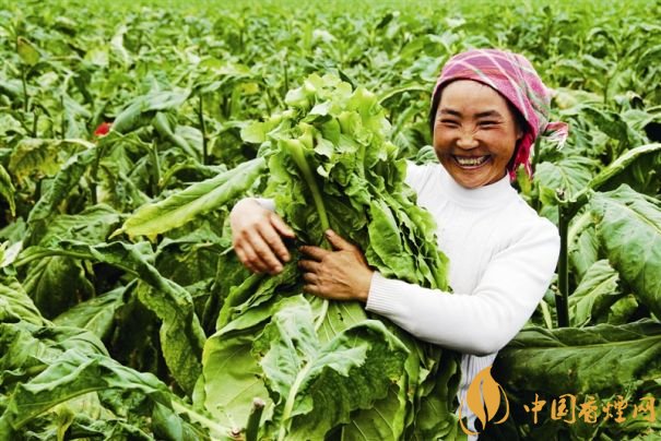 煙葉稅是什么,煙葉稅如何計(jì)算