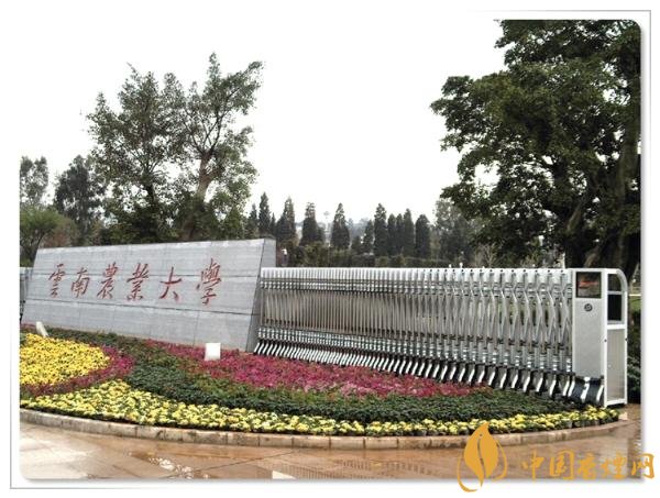 煙草專業(yè)大學(xué)排名，煙草專業(yè)就業(yè)前景好