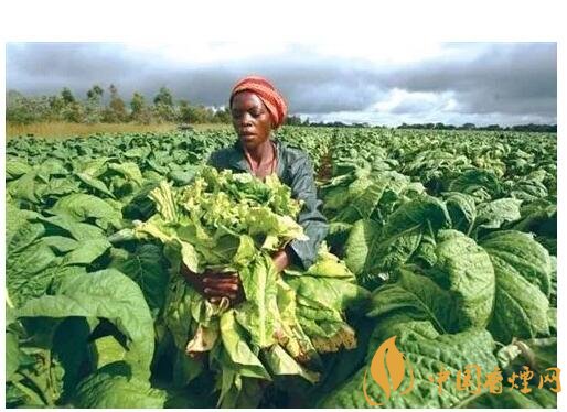 津巴布韋煙葉為什么好，黃金煙葉成為國寶